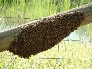 bienenschwarm